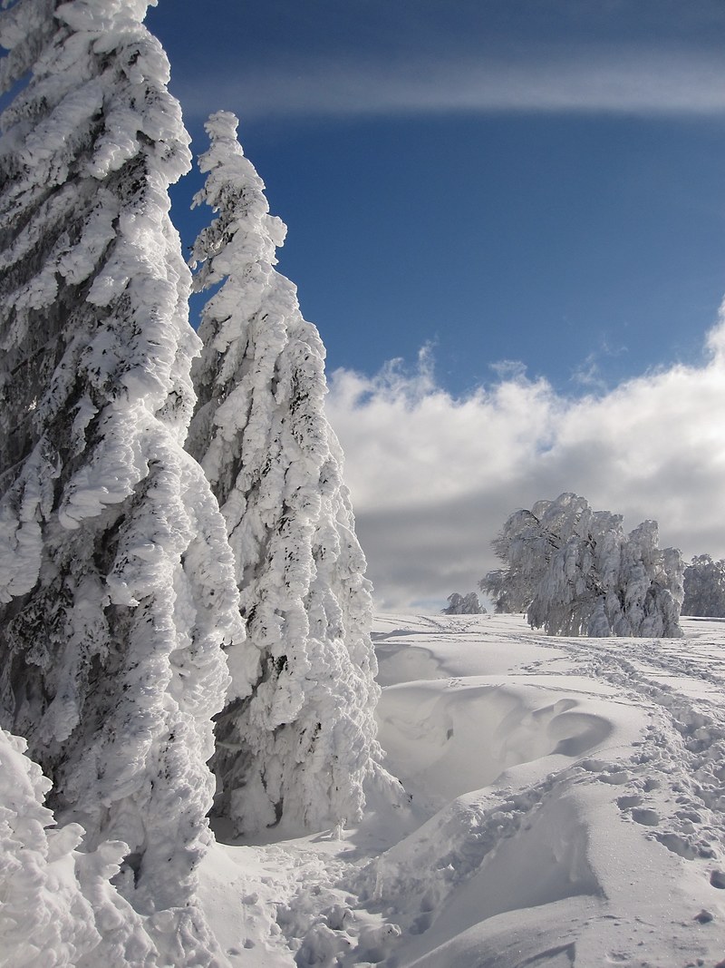snow winter firs wintry winter forest nature cold 4k