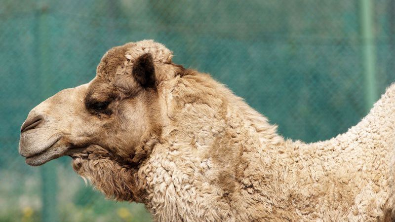 camel, face, profile, wool, 4k