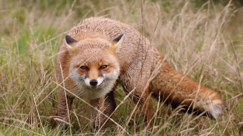 fox, sly, predator, face, 4k