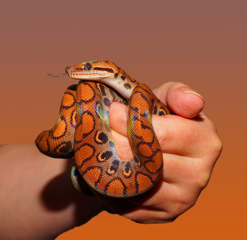 snake rainbow boa reptile scale 4k
