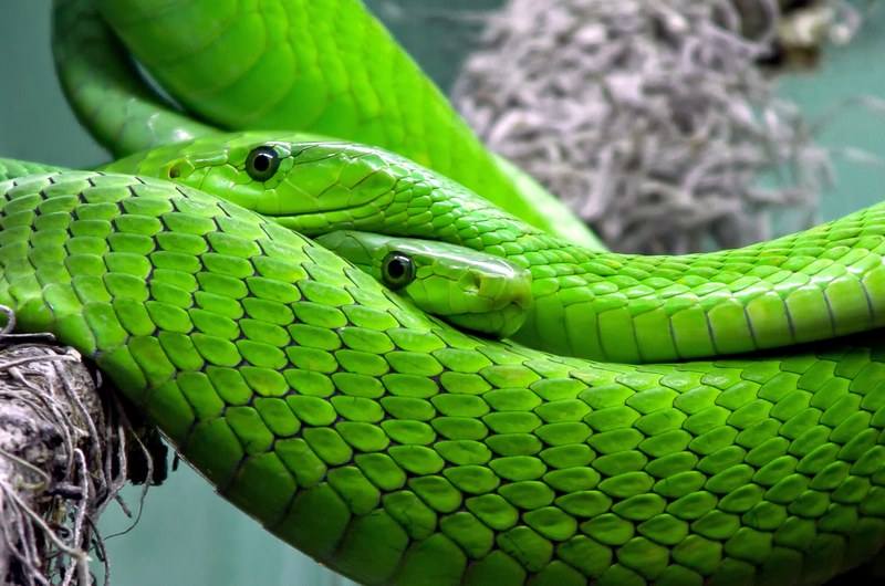 snake mamba green mamba toxic lizard reptile 4k