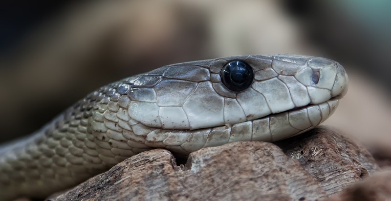 snake toxic dangerous terrarium viper risk animal 4k