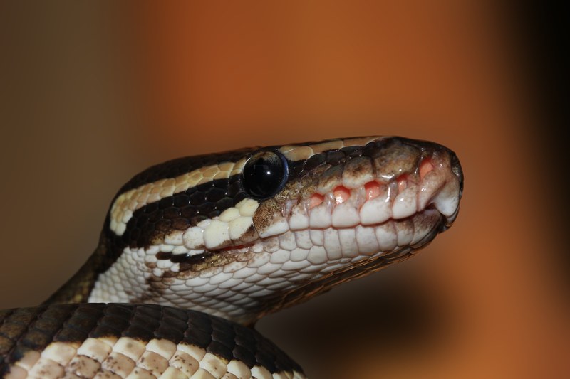 snake ball python python regius beauty brown 4k