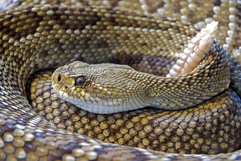 snake rattlesnake reptile skin venom sting animal 4k