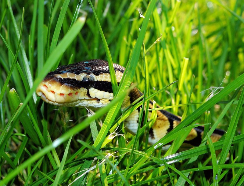 snake ball python garden camouflage foraging 4k