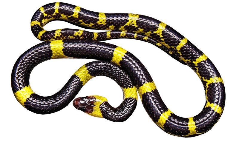 snake black yellow non toxic isolated 4k