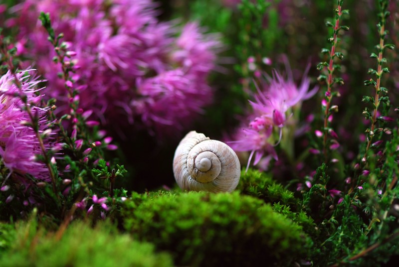 snail shell mollusk close snail shell slowly 4k