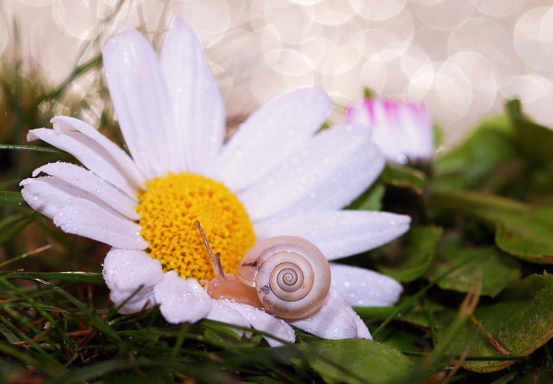 snail shell mollusk close snail shell slowly 4k