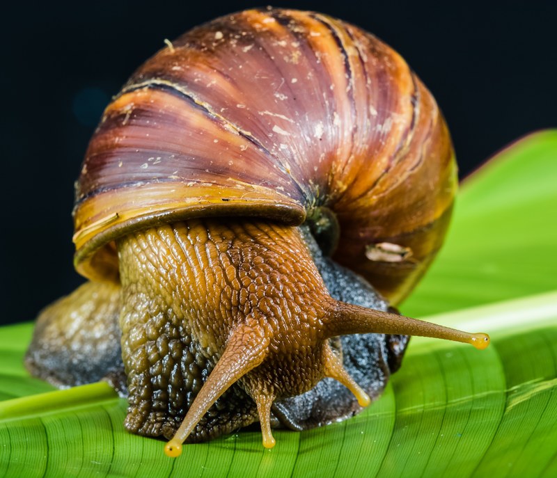 snail slimy land snail reptiles mollusk 4k