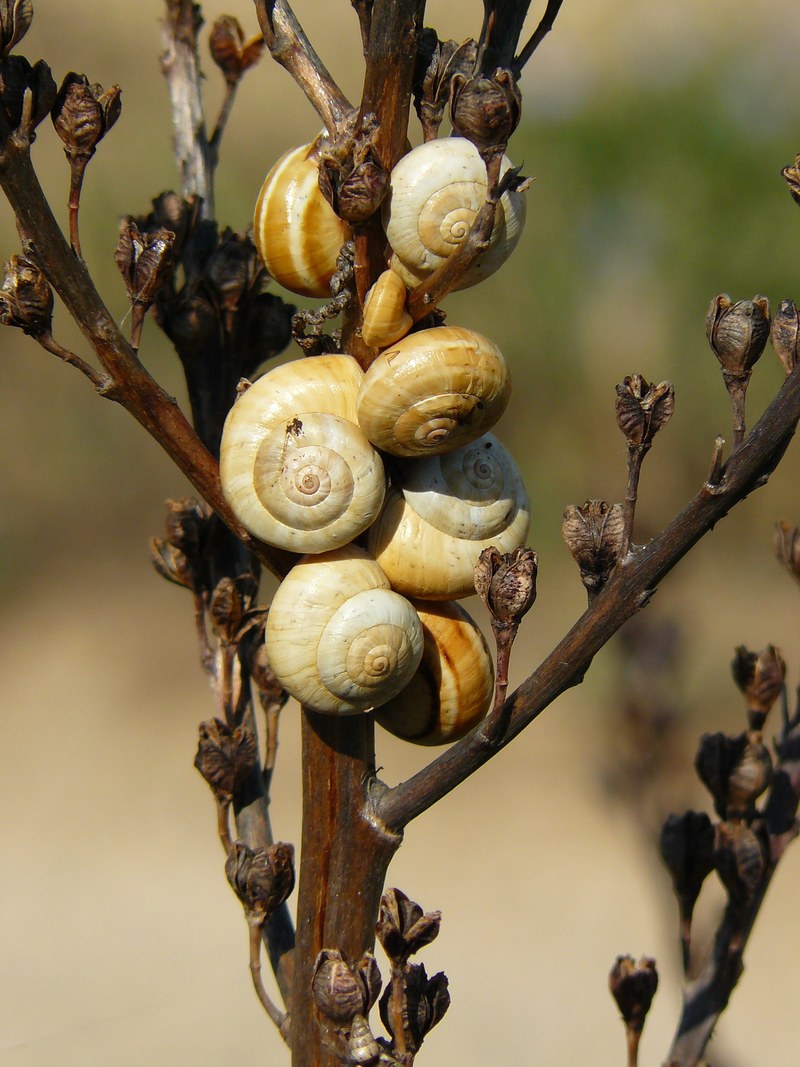 snails shell snail close snail shell mollusk 4k