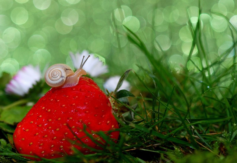 snail shell mollusk close snail shell slowly 4k