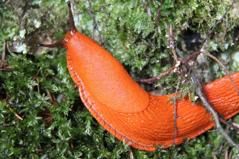 snail large orange macro close up crawling grass 4k