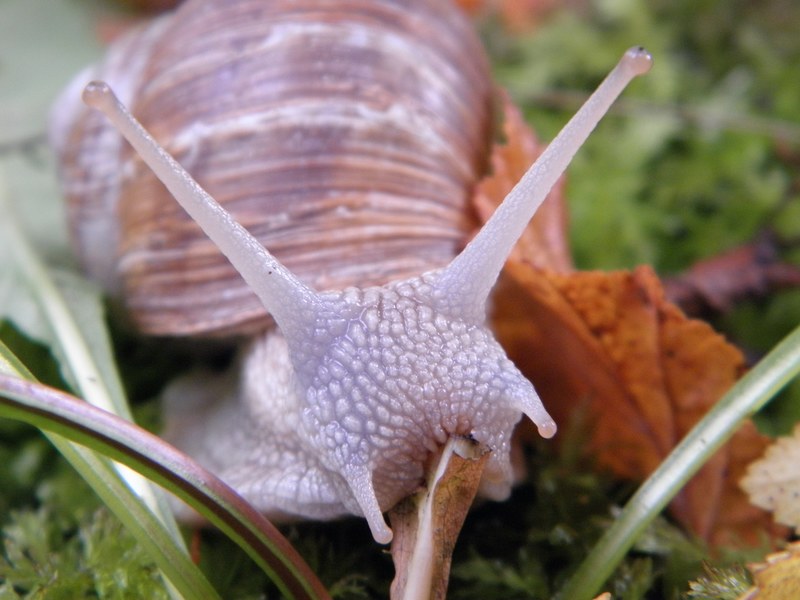 snail shell escargots mollusk slowly 4k