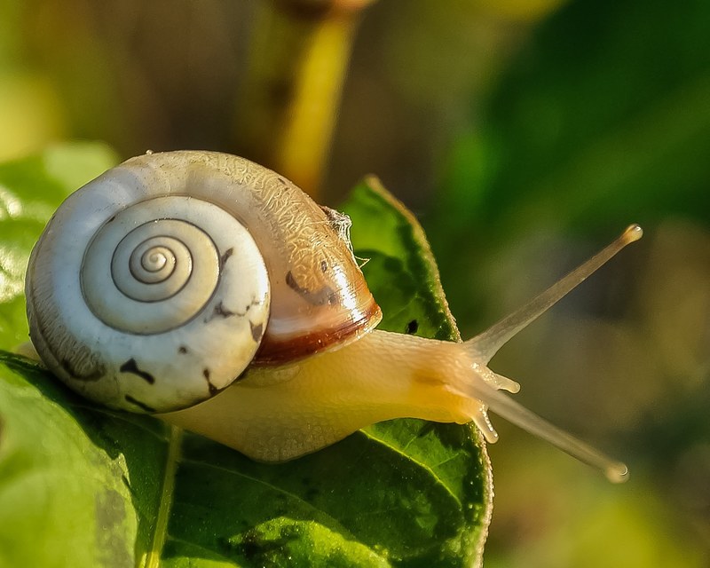 snail snail shell slow animal nature wildlife 4k