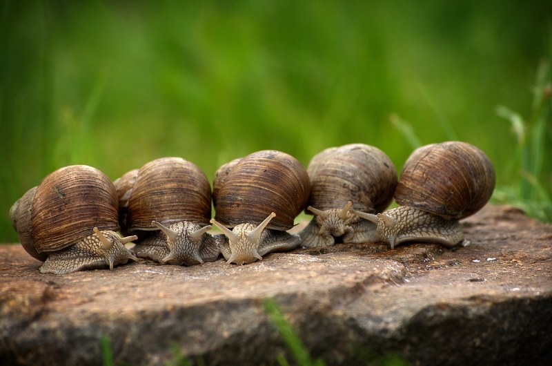 snail snails shell slowly mollusk crawl macro 4k