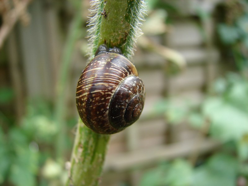 snail shell nature animals land snail 4k