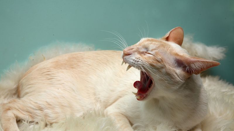 cat, rug, wool, aggression, 4k
