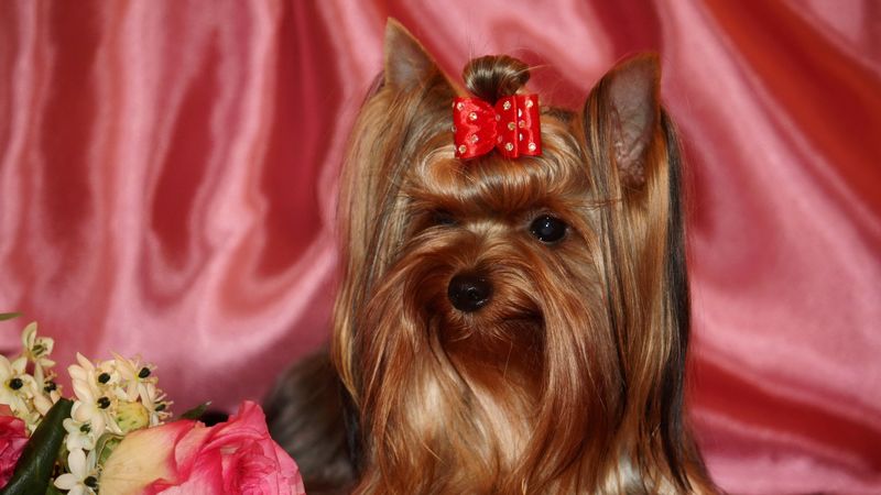 yorkshire terrier, silk, ribbon, roses, 4k
