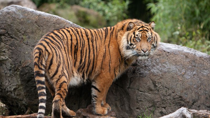 tiger, walk, stones, leaves, grass, 4k