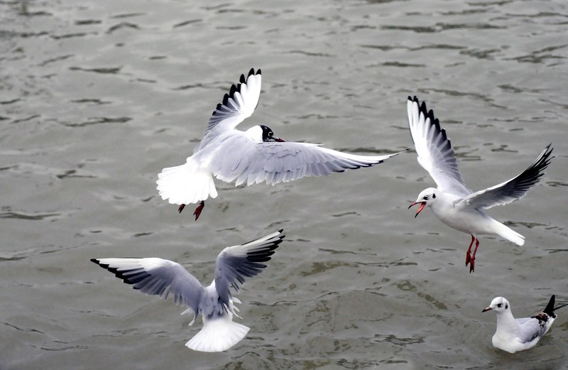 silver gull black headed gull sea birds bird flight 4k