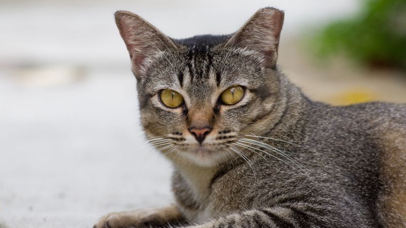 cat, face, eyes, sadness, striped, 4k