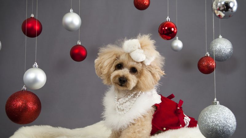 dog, christmas ornaments, face, holiday, 4k