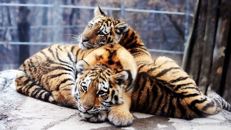 cubs, tigers, couple, down, rocks, predators, 4k