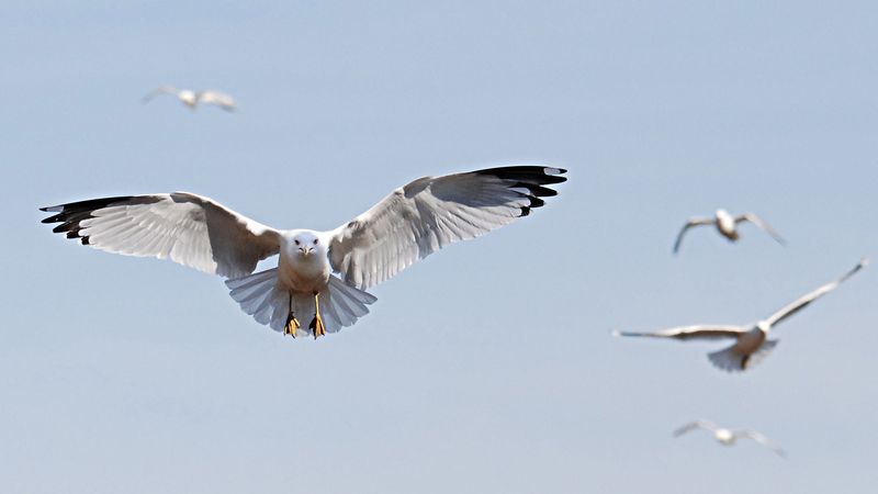 birds, flying, sky, swing, 4k