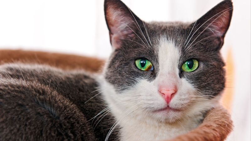 cat, face, eyes, green-eyed, 4k