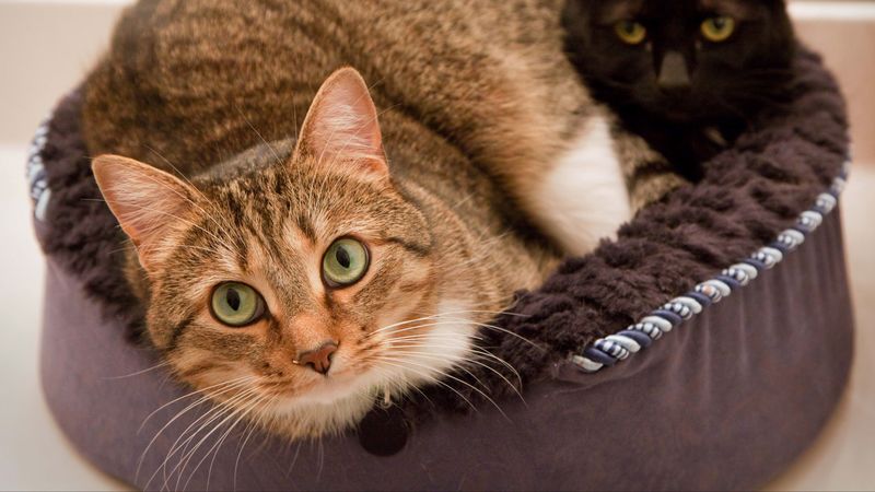 cats, fat, lie, 4k