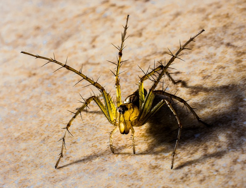 small spider spider arachnids close 4k