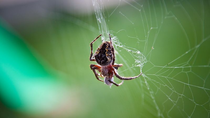 spider, web, weaving, 4k