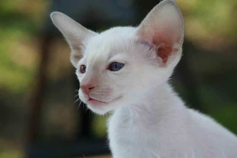 siamese cat cat kitten cat baby fur charming 4k