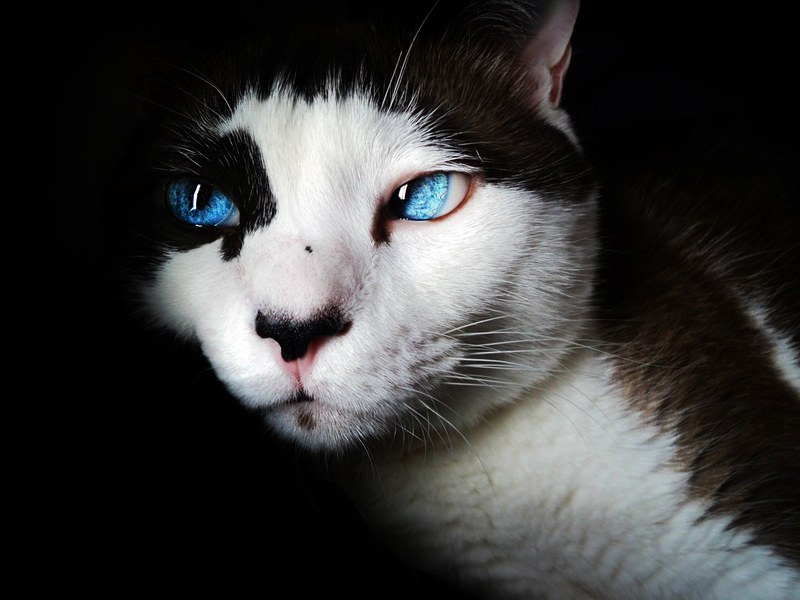 siamese blue eyes cute feline white cat pet 4k