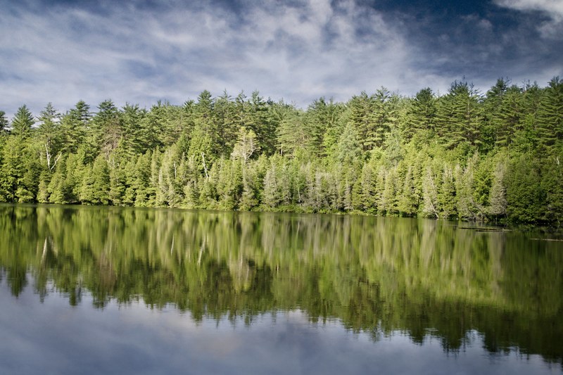 shore lake forest bank fir trees fir reflections 4k