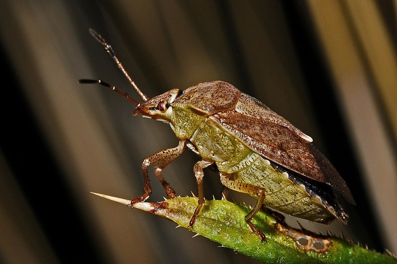 shield bug macro insect invertebrate arthropod 4k