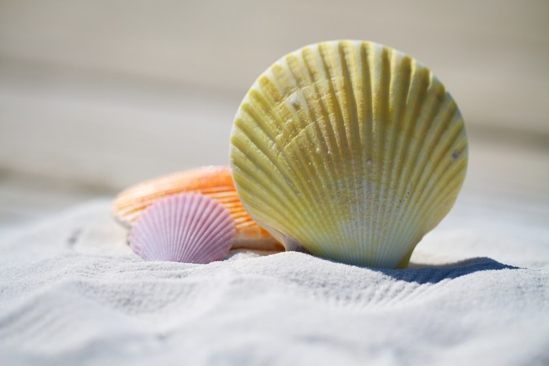 shells massage therapy sand beach 4k