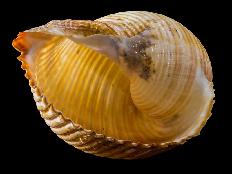 shell snail shell snail 4k