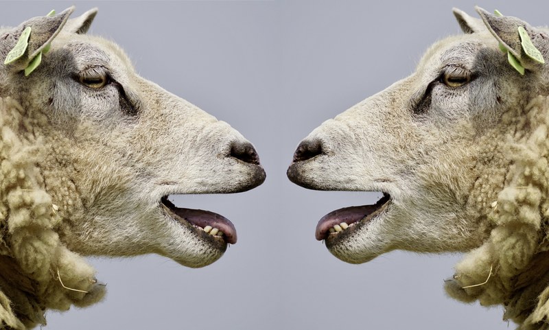 sheep bleat communication communicate talk discuss 4k