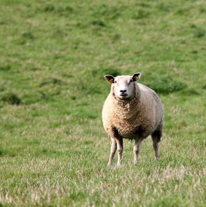 sheep mark expensive mammals livestock farmhouse 4k