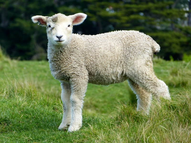sheep white lambs goats animals mammals furry 4k