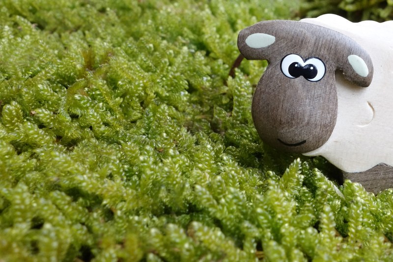 sheep moss meadow eyes wood wooden toys toys 4k