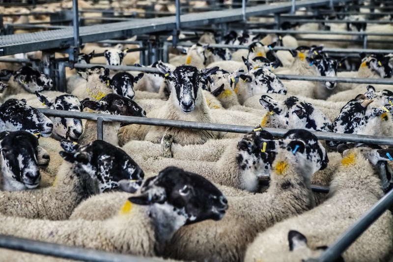 sheep lambs market farm animal agriculture 4k