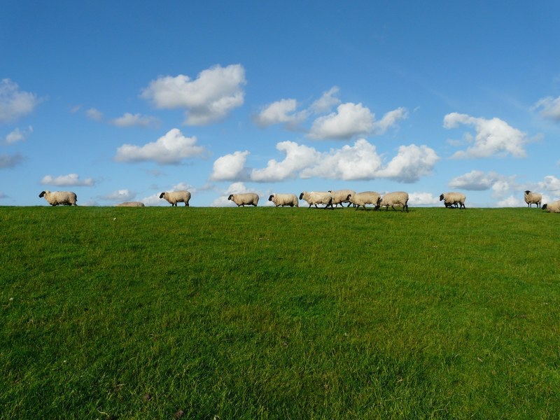 sheep flock of sheep series standing on sky clouds 4k