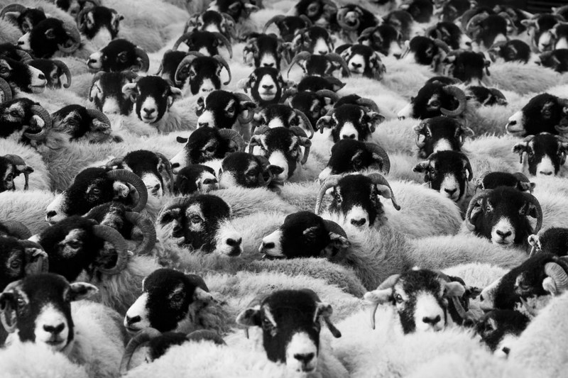 sheep agriculture animals countryside crowd farm 4k