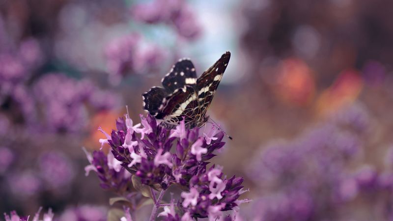 butterflies, grass, flower, wings, 4k