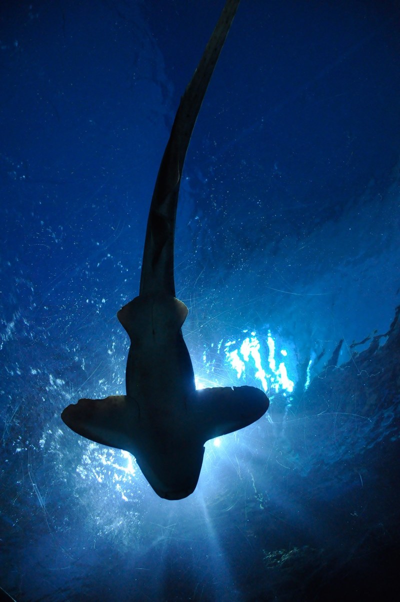 shark fish hammerhead shark aquarium bangkok 4k