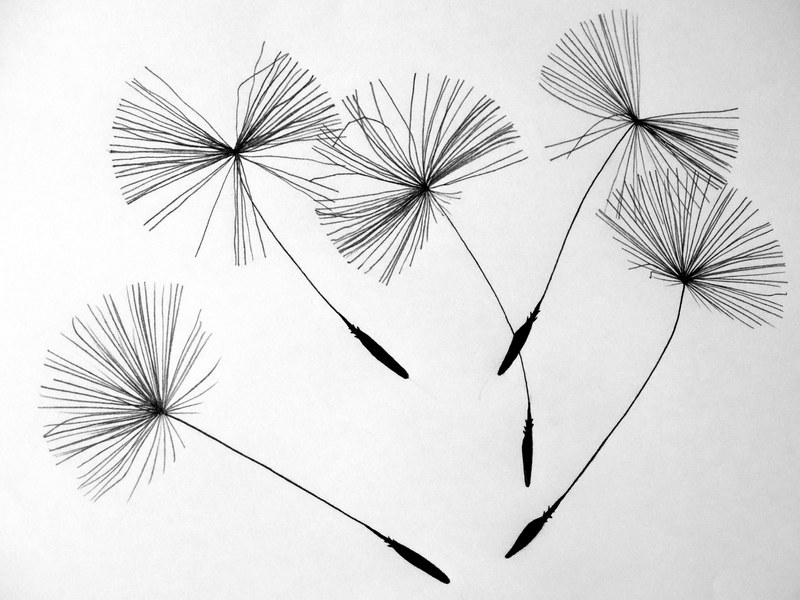 seeds dandelion flower pointed flower nature 4k