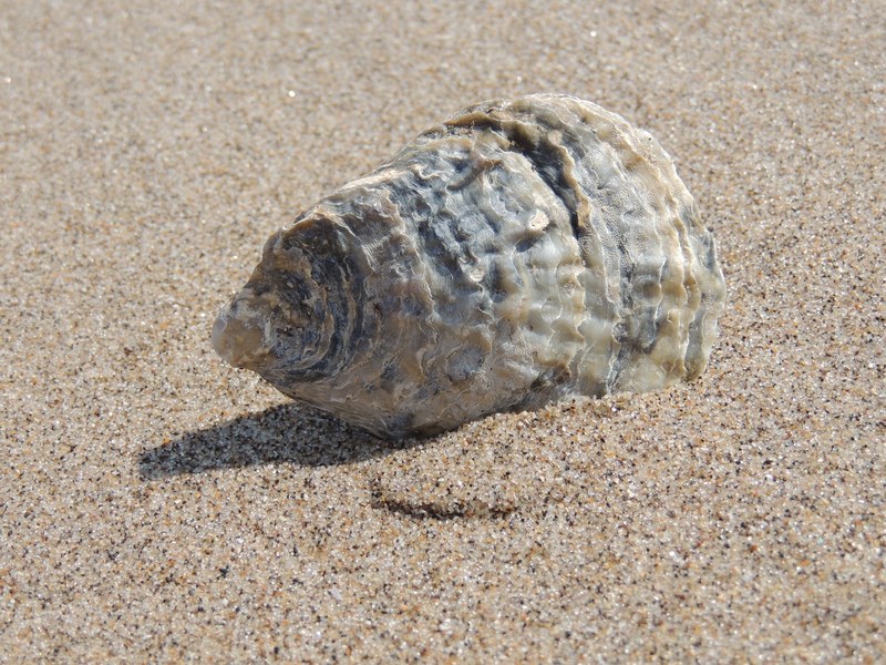 seashell sea shell beach ocean sand vacation 4k
