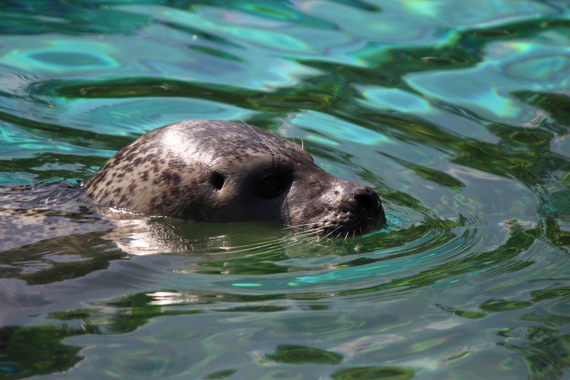 seal water robbe sea swim zoo nature 4k
